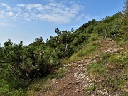 37 Cartteristica vegetazione di pini mughi ad alto e basso fusto